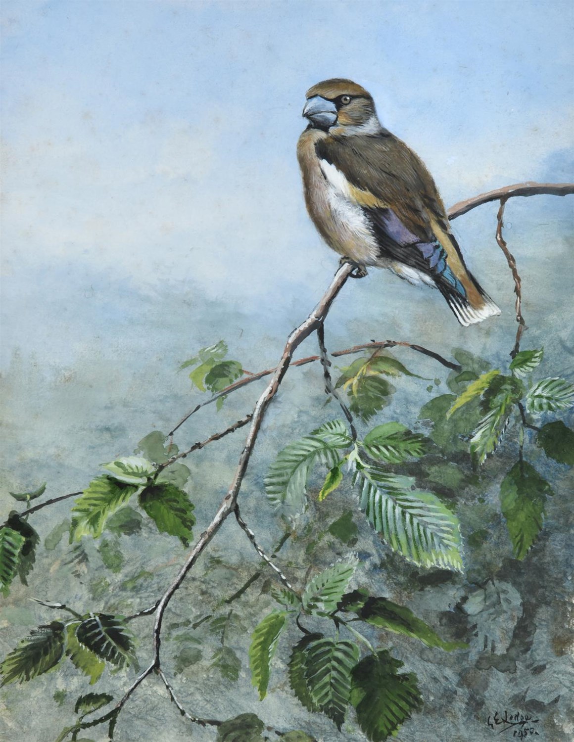 Lot 1017 - George Edward Lodge (1860-1954) ''Hawfinch'' Signed and dated 1950, gouache, 28.5cm by 22cm...