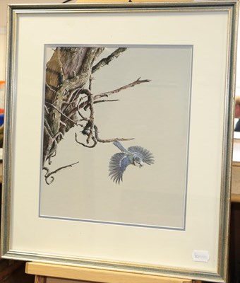 Lot 1019 - Alan M Hunt (b.1947)  Bluetit in flight Signed and dated 1983, gouache, 33.5cm by 29cm...