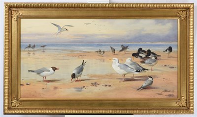 Lot 1076 - Archibald Thorburn FZS (1860-1935) ''Sea Birds'' Signed and dated 1908, watercolour, 54cm by...
