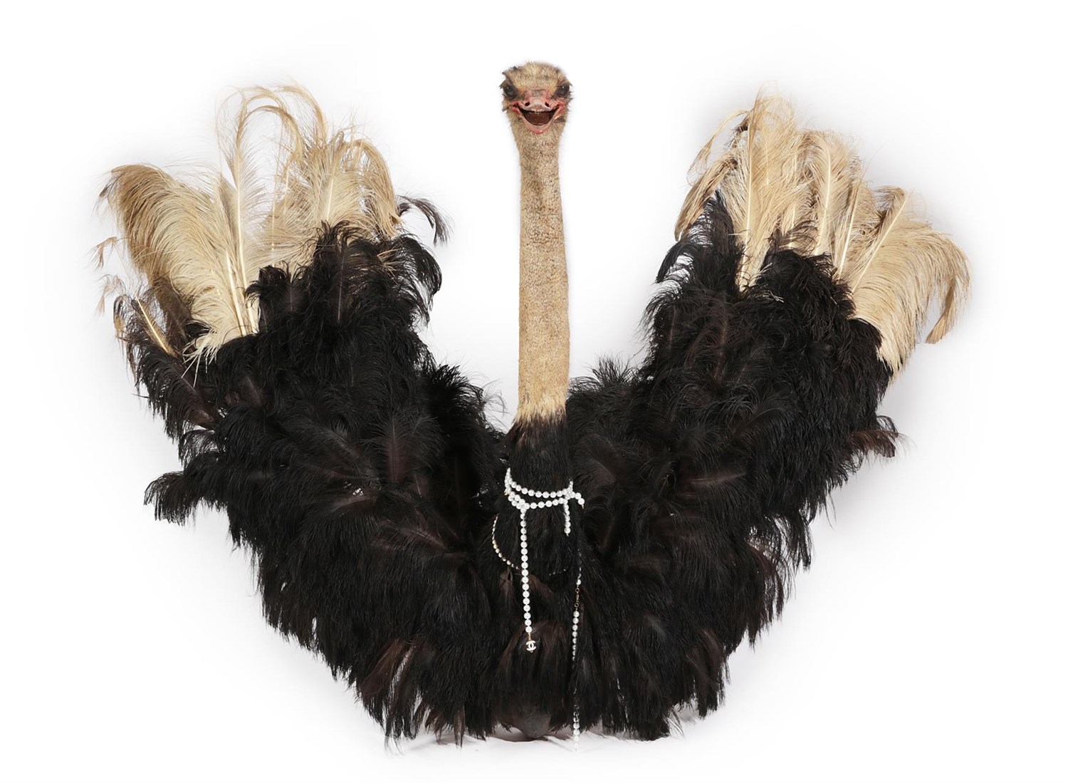 Lot 7 - Taxidermy: Common Ostrich (Struthio camelus), modern, South Africa, a wall mounted adult male...