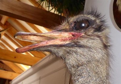 Lot 7 - Taxidermy: Common Ostrich (Struthio camelus), modern, South Africa, a wall mounted adult male...