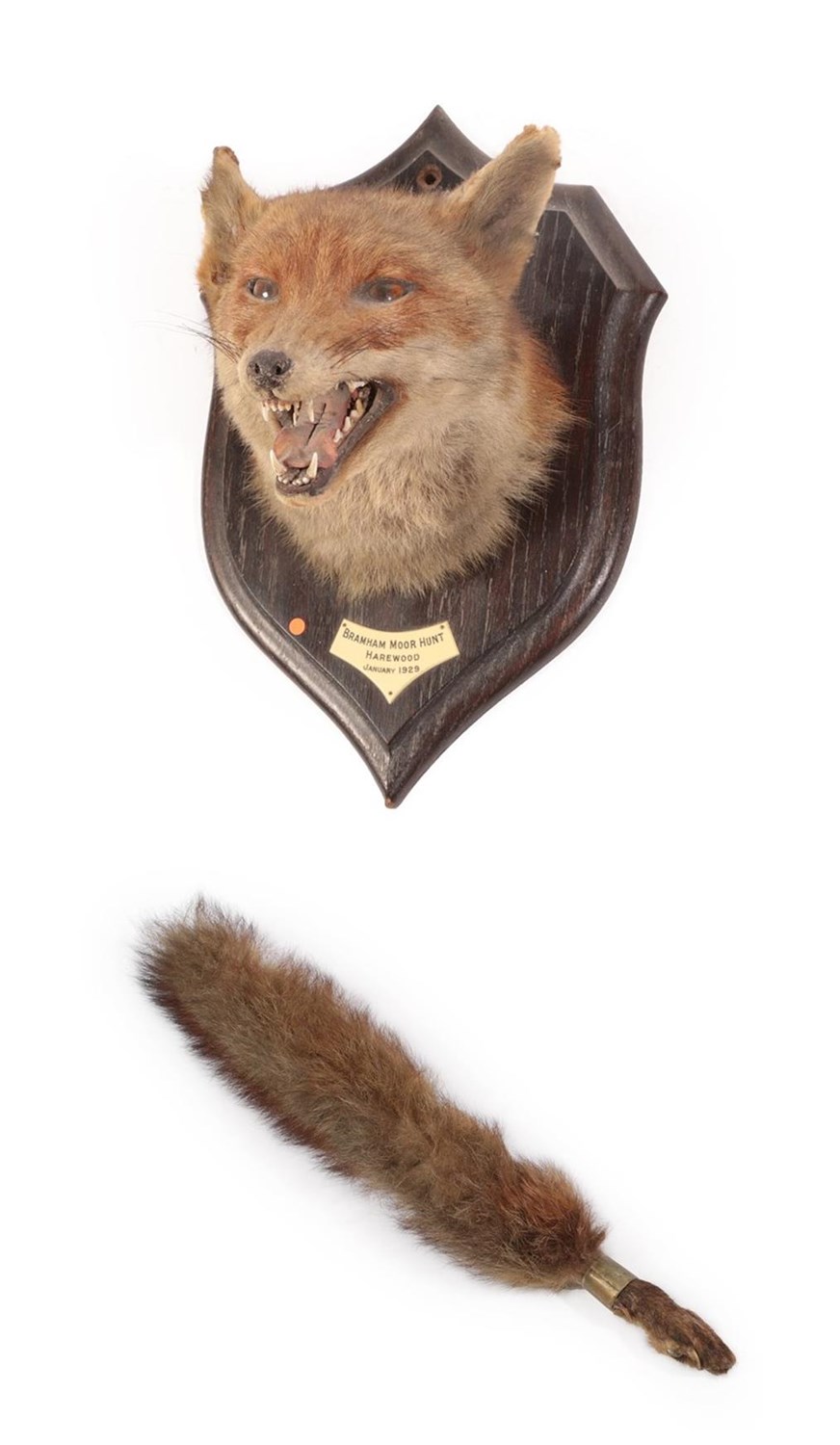 Lot 13 - Taxidermy: European Red Fox  Mask (Vulpes vulpes), dated January 1929, by Rowland Ward, 166...