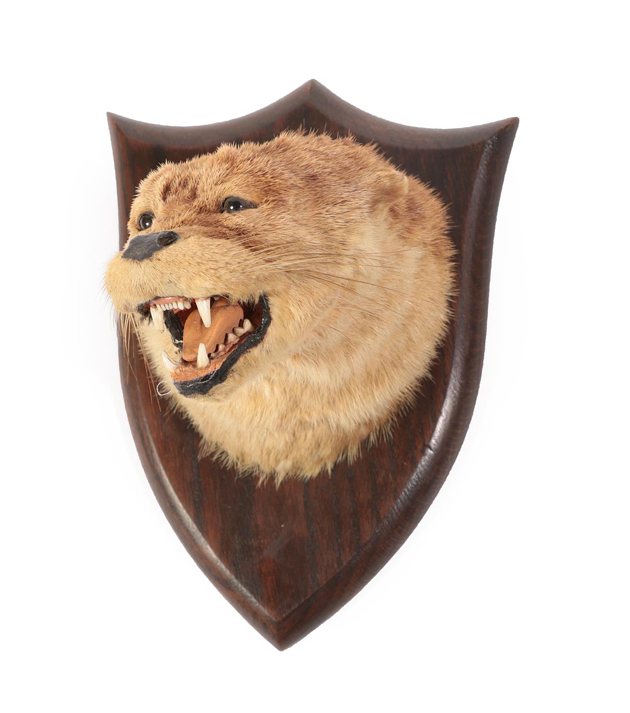 Lot 14 - Taxidermy: A Eurasian Otter Mask (Lutra lutra), circa 1926, by Peter Spicer & Sons,...