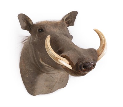 Lot 15 - Taxidermy: Common Warthog (Phacochoerus africanus), modern, South Africa, high quality adult...