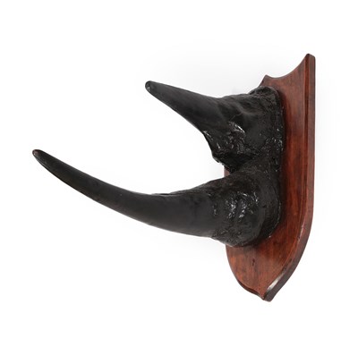 Lot 16 - Horns: A Pair of Replica Rhinoceros Horns, circa mid-late 20th century, mounted upon a period style