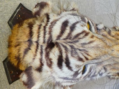 Lot 20 - Taxidermy: Bengal Tiger (Panthera tigris tigris), circa early 20th century, by Theobald Bros,...