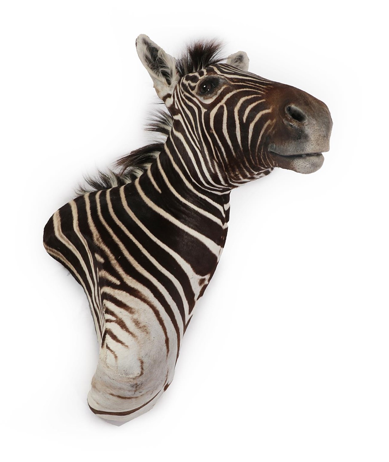 Lot 27 - Taxidermy: Burchell's Zebra (Equus quagga burchellii), circa 2000, high quality adult shoulder...