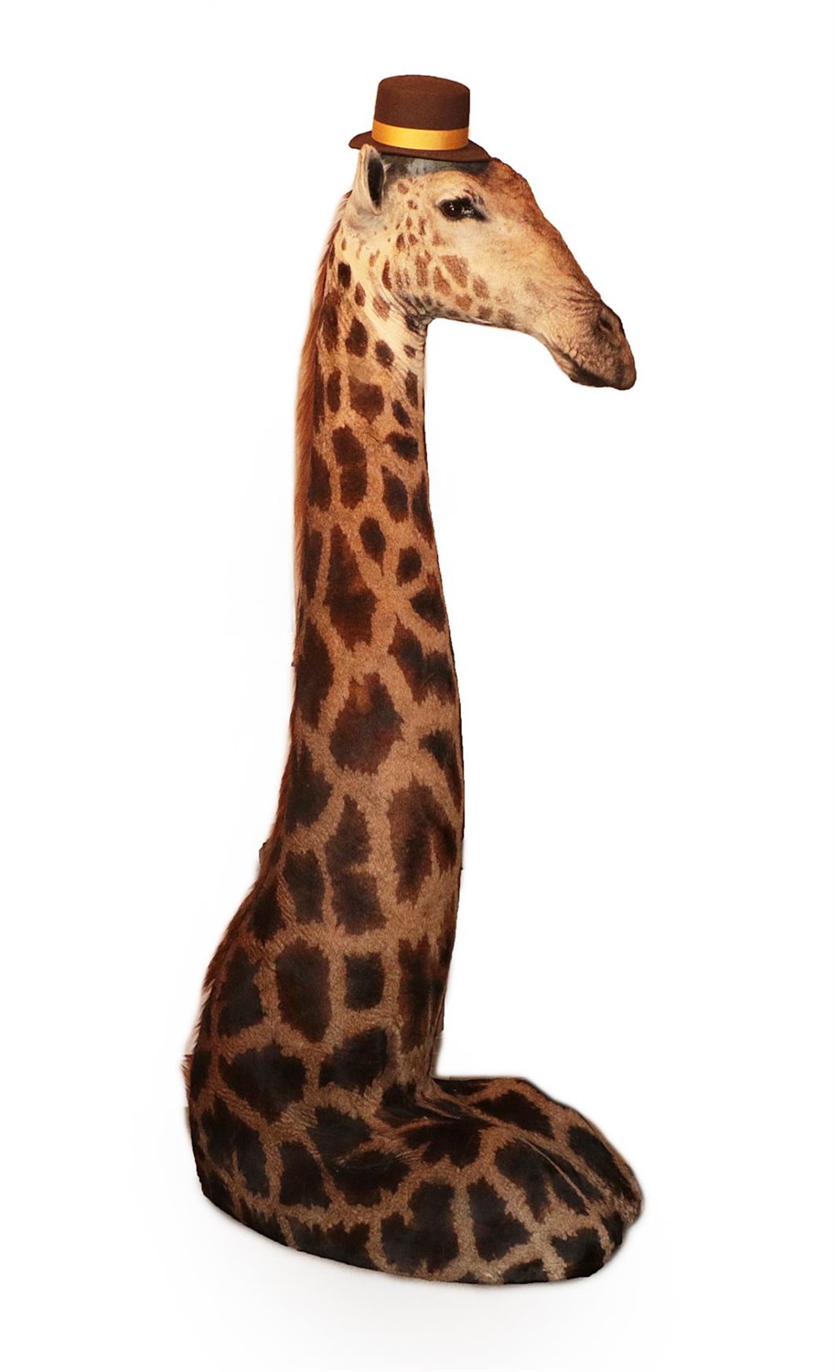 Lot 39 - Taxidermy: Southern Giraffe (Giraffa giraffa), modern, South Africa, a high quality free...