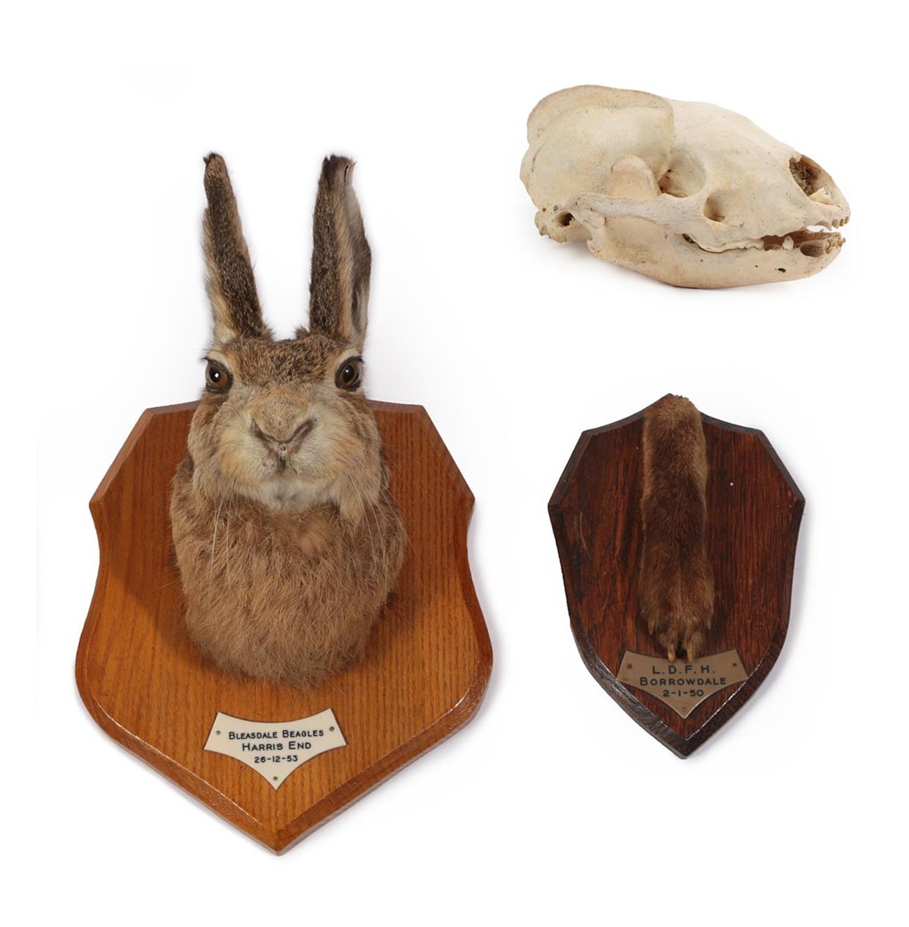 Lot 48 - Taxidermy: European Hare (Lupus lupus), dated 26th December 1953, Bleasdale Beagle, by Thomas...