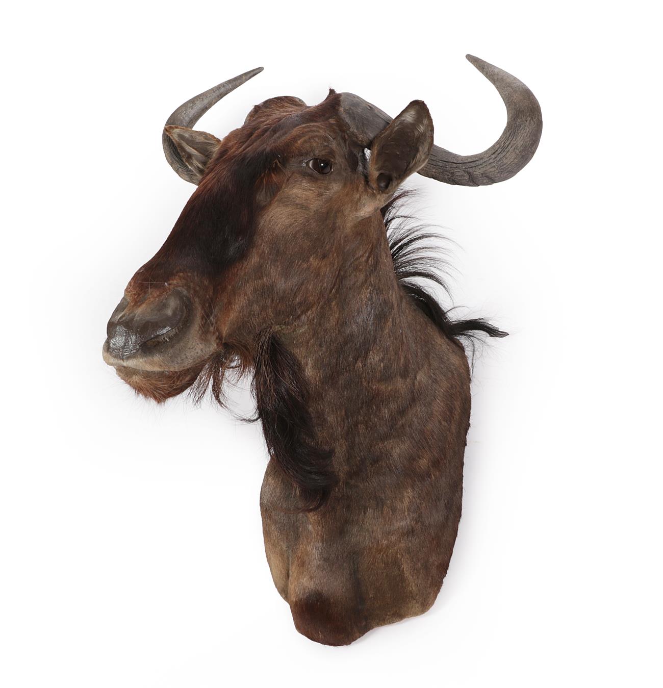Lot 49 - Taxidermy: Blue Wildebeest (Connochaetes taurinus), modern, South Africa, high quality adult...
