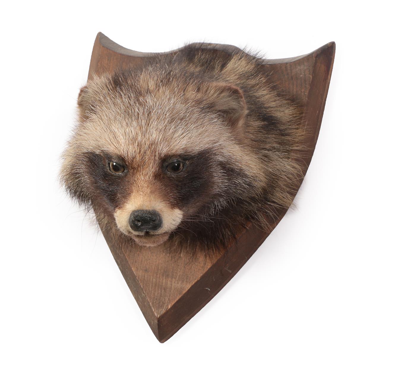 Lot 50 - Taxidermy: North American Raccoon (Procyon lotor), circa mid-late 20th century, adult head...
