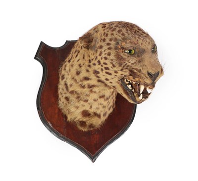 Lot 55 - Taxidermy: Indian Leopard (Panthera pardus), circa 1920, by Edwards & Co, Scientific Taxidermist's