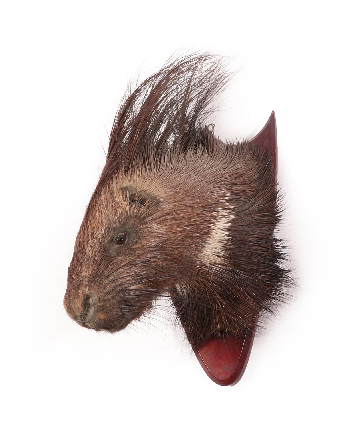 Lot 57 - Taxidermy: Indian Crested Porcupine (Hystrix indica), circa mid-late 20th century, adult head mount