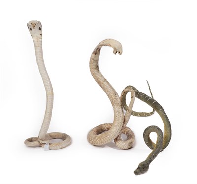 Lot 137 - Taxidermy: Three Mounted Snakes, circa mid-late 20th century, comprising - two Indian Cobra's...