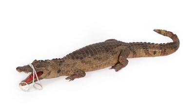 Lot 145 - Taxidermy: Juvenile Alligator (Alligator mississippiensis), circa 1890, juvenile full mount,...