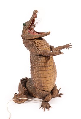 Lot 156 - Taxidermy: A Late Victorian Alligator (Aligator mississippiensis), circa 1880-1900, a full...