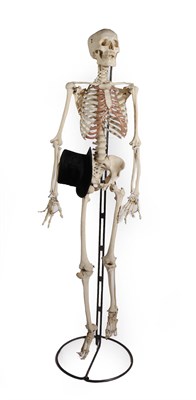Lot 164 - A Full-Size Medical Specimen Skeleton, 178cm high (stand not included)