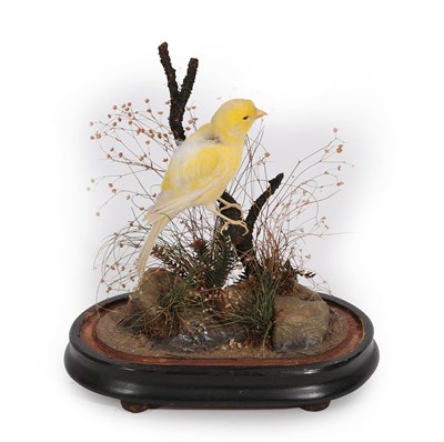 Lot 177 - Taxidermy: A Late Victorian Yellow Canary (Serinus flaviventris), circa 1880-1900, a full mount...