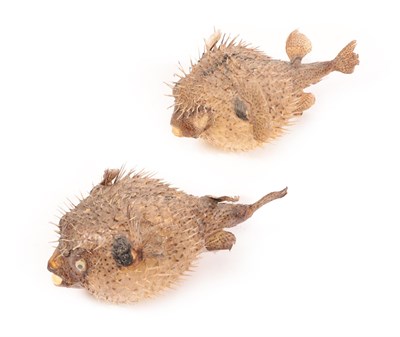 Lot 212 - Taxidermy: A Pair of Porcupine Fish, circa late 20th century, each fully inflated, each...