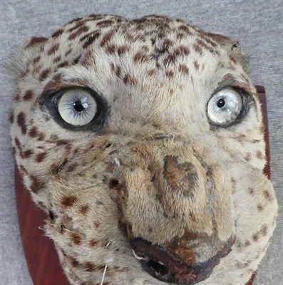 Lot 218 - Taxidermy: Indian Leopard (Panthera pardus), circa 1920-1930, by Van Ingen Van Ingen, Mysore,...