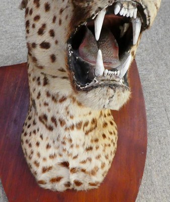 Lot 218 - Taxidermy: Indian Leopard (Panthera pardus), circa 1920-1930, by Van Ingen Van Ingen, Mysore,...