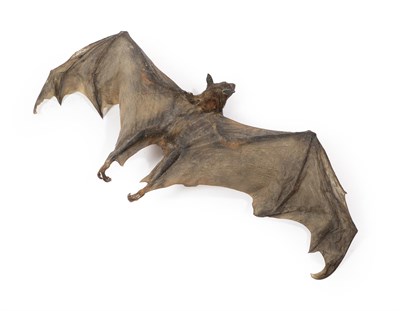Lot 219 - Taxidermy: Fruit Bat, circa late 20th century, full mount adult fruit bat in flying pose with wings