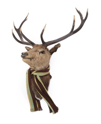 Lot 220 - Taxidermy: European Red Deer (Cervus elaphus), circa 1920-1930, adult stag head mount looking...
