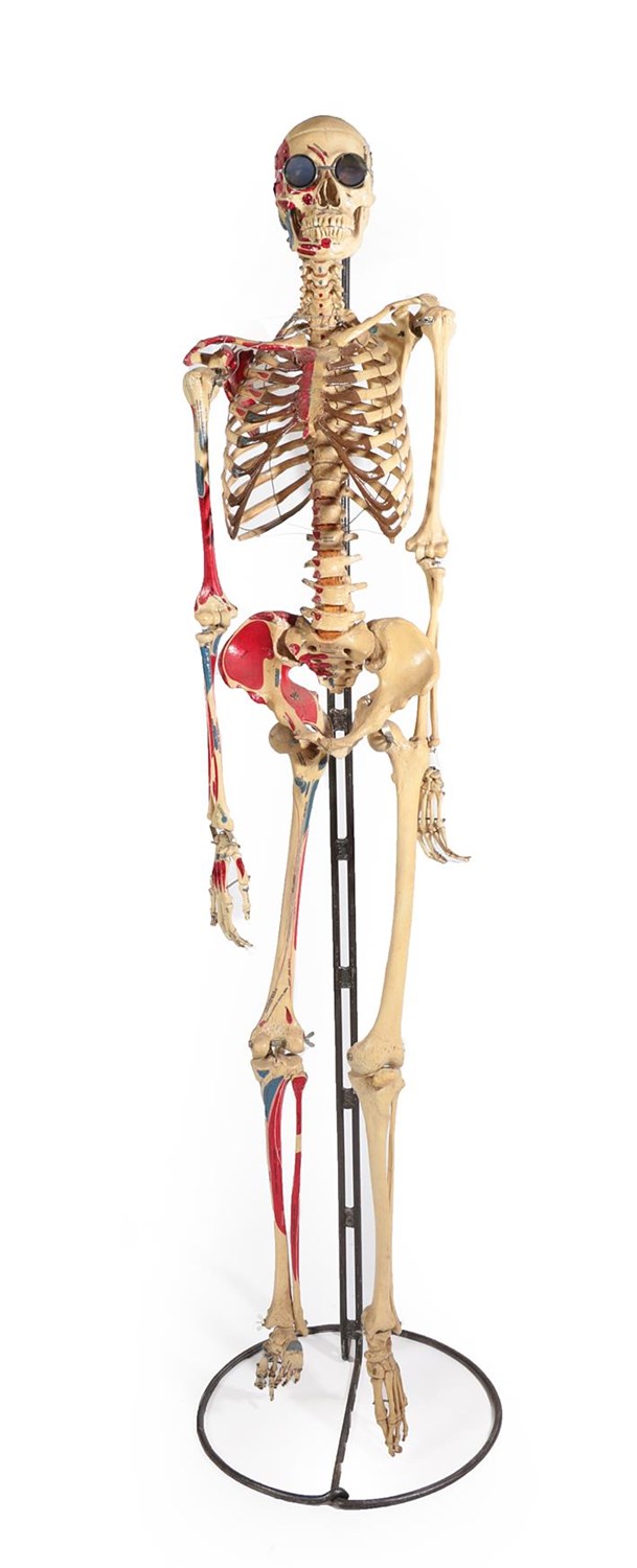 Lot 225 - A Medical Student's Anatomical Human Skeleton, circa 1920, with painted decoration, 184cm high,...