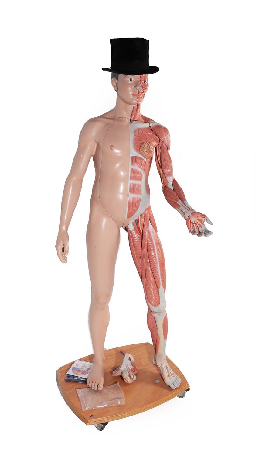 Lot 241 - A 3B Scientific Life Size Dual Sex European and Asian Muscular Figure, 165cm high, with instruction