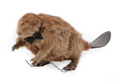 Lot 245 - Taxidermy: North American Beaver (Castor canadensis), circa early-mid 20th century, full mount...