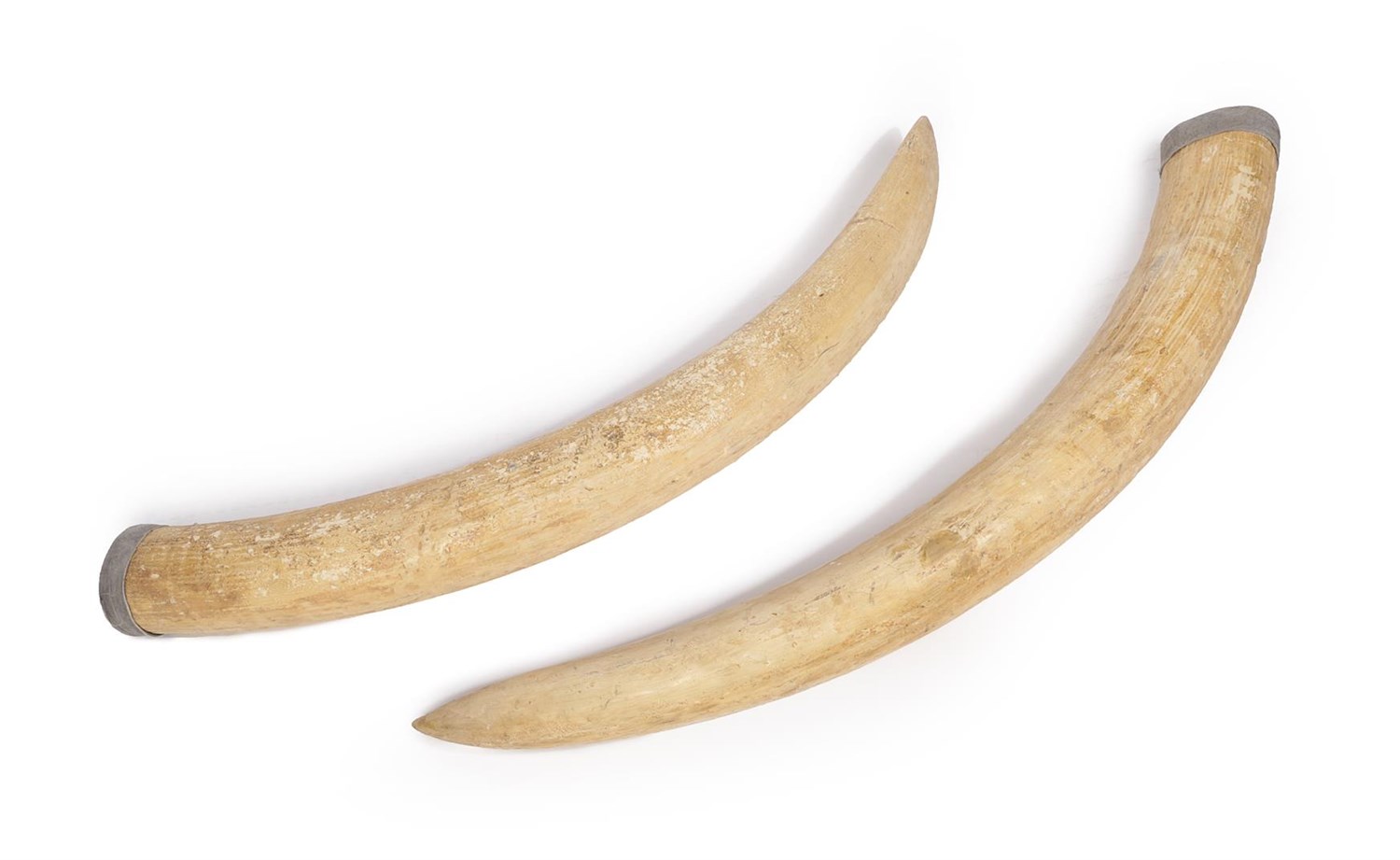 Lot 275 - Natural History: A Monumental Pair of Replica Elephant Tusks, each of curved form with leather cap