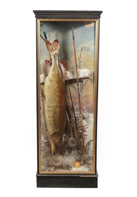 Lot 294 - Taxidermy: A Cased Northern Pike (Esox lucius), a full mount landed catch, tied upright upon a snow