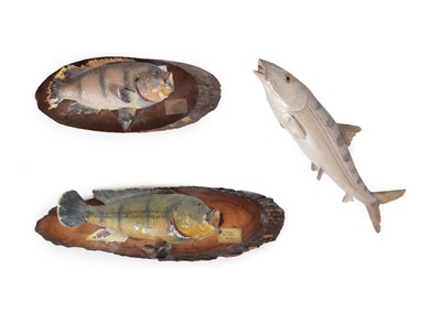 Lot 298 - Taxidermy: Three Mounted Fish Specimens, circa late 20th century, comprising - a Bone Fish...