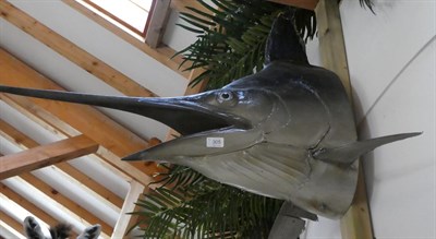 Lot 305 - Taxidermy: A Blue Marlin Head and Tail (Makaira nigricans), circa mid-late 20th century, a...