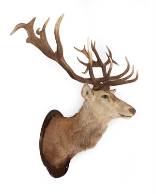 Lot 323 - Taxidermy: A Large Scottish Red Deer (Cervus elaphus), circa late 20th century, a high quality...