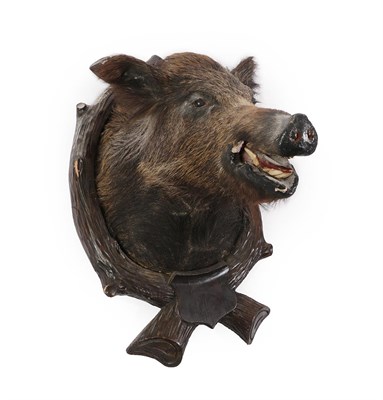 Lot 325 - Taxidermy: European Wild Boar (Sus scrofa), circa 1910, adult head mount looking straight...