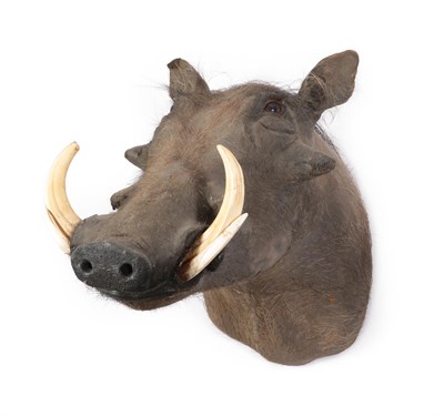 Lot 326 - Taxidermy: Common Warthog (Phacochoerus africanus), modern, South Africa, high quality adult...