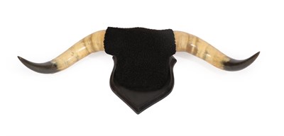 Lot 327 - Antlers/Horns: A Pair of Mounted Spanish Bull Fighting Horns, (Bos taurus taurus), circa 1957-1968