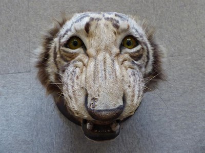 Lot 328 - Taxidermy: Bengal Tiger (Panthera tigris tigris), circa early 20th century, by Theobald Bros,...