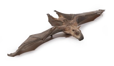 Lot 329 - Taxidermy: Hammerheaded Fruit Bat (Hypsignathus monstrosus), full mount, wing span 76cm, body...