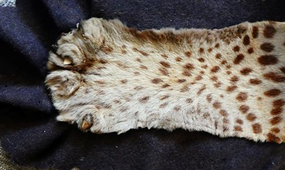 Lot 374 - Taxidermy: Indian Leopard Skin (Panthera pardus pardus), circa early 20th century, by Tocher &...