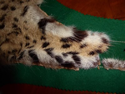 Lot 387 - Taxidermy: Serval Skin Rug (Leptailurus serval), circa early-mid 20th century, flat skin rug...