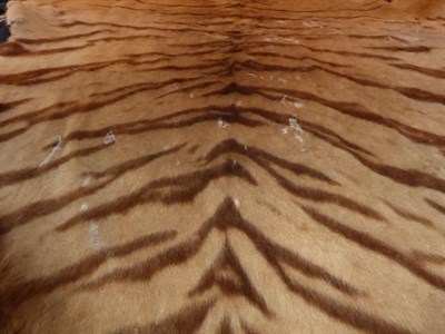 Lot 402 - Taxidermy: Bengal Tiger (Panthera tigris tigris), by Van Ingen & Van Ingen, Mysore, India, No...