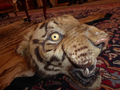 Lot 402 - Taxidermy: Bengal Tiger (Panthera tigris tigris), by Van Ingen & Van Ingen, Mysore, India, No...