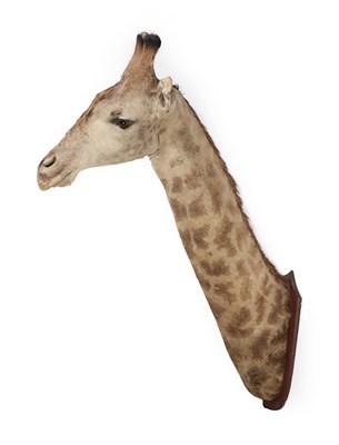 Lot 426 - Taxidermy: Giraffe (Giraffa camelopardalis), dated August 1945, Tsankaruka, South Rhodesia, by...