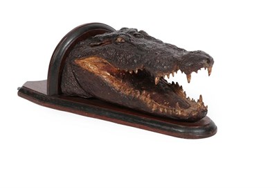 Lot 238 - Taxidermy: A Late 19th Century Nile Crocodile (Crocodylus niloticus), a young adult Crocodile...