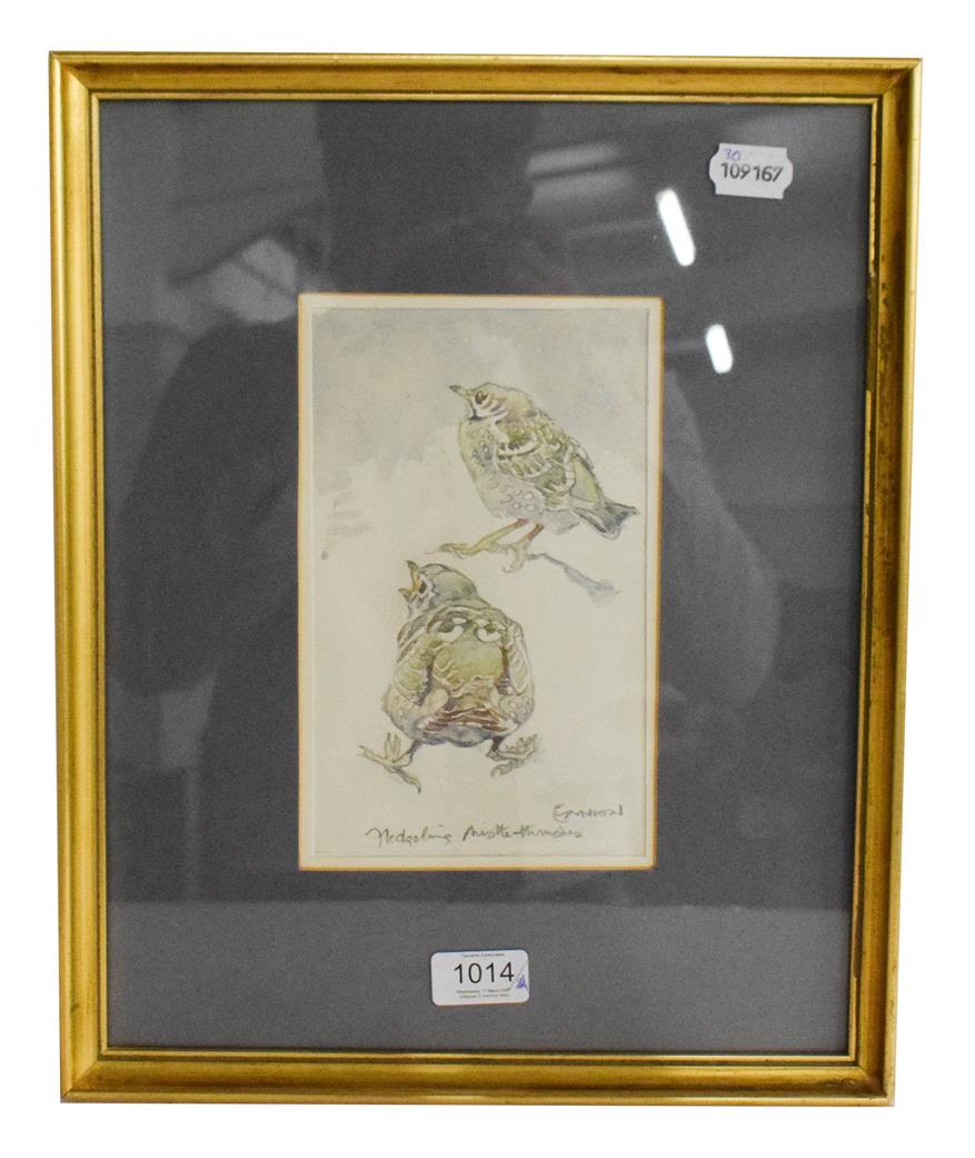 Lot 1014 - Dr Eric Arnold Roberts Ennion (1900-1981) Fledgling Mistle Thrushes, signed watercolour and pencil