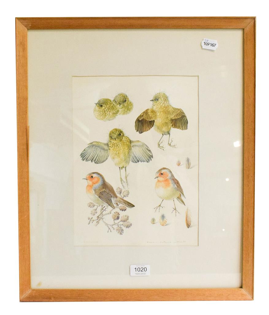 Lot 1020 - Mildred Eldridge (1909-1991) Robin, signed watercolour and pencil, 32.5cm by 24cm, Artist's...