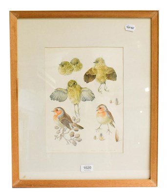 Lot 1020 - Mildred Eldridge (1909-1991) Robin, signed watercolour and pencil, 32.5cm by 24cm, Artist's...