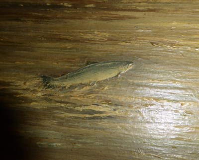 Lot 1088 - William Ellis Barrington-Browne (1908-1985) ''A Wye Fish'', signed oil on board, 21.5cm by 30cm...